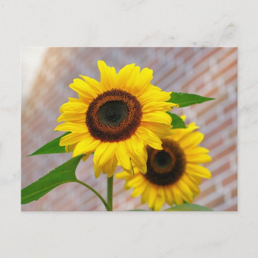 Geel Hardy Sunflower Best Sunflower Photos Briefkaart (Voorkant)