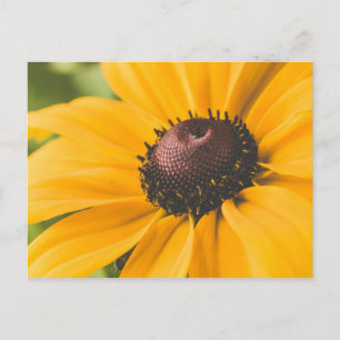 Geel Hardy Sunflower Best Sunflower Photos Briefkaart