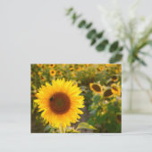 Geel Hardy Sunflower Best Sunflower Photos Briefkaart (Staand voorkant)