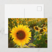 Geel Hardy Sunflower Best Sunflower Photos Briefkaart (Voorkant / Achterkant)