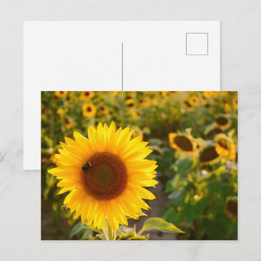 Geel Hardy Sunflower Best Sunflower Photos Briefkaart (Voorkant / Achterkant)