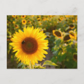 Geel Hardy Sunflower Best Sunflower Photos Briefkaart (Voorkant)