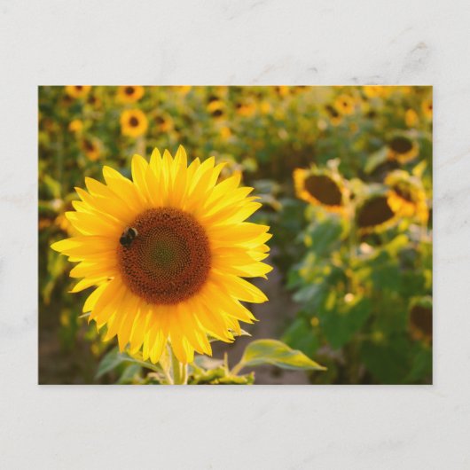 Geel Hardy Sunflower Best Sunflower Photos Briefkaart (Voorkant)