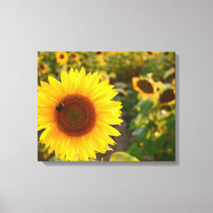 Geel Hardy Sunflower Best Sunflower Photos Canvas Afdruk