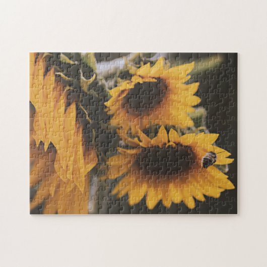 Geel Hardy Sunflower Best Sunflower Photos Legpuzzel (Horizontaal)