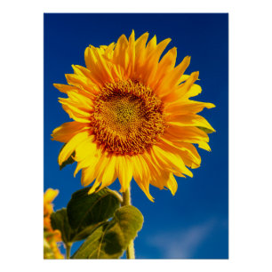 Geel Hardy Sunflower Best Sunflower Photos Perfect Poster