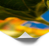 Geel Hardy Sunflower Best Sunflower Photos Perfect Poster (Hoek)