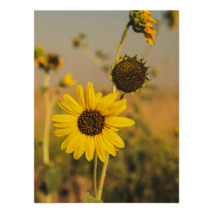 Geel Hardy Sunflower Best Sunflower Photos Perfect Poster