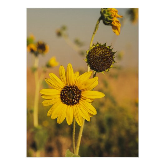 Geel Hardy Sunflower Best Sunflower Photos Perfect Poster (Voorkant)