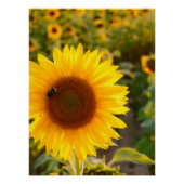 Geel Hardy Sunflower Best Sunflower Photos Perfect Poster (Voorkant)
