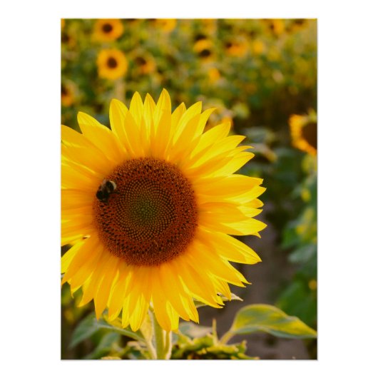 Geel Hardy Sunflower Best Sunflower Photos Perfect Poster (Voorkant)