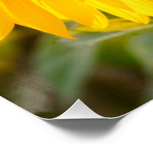 Geel Hardy Sunflower Best Sunflower Photos Perfect Poster (Hoek)