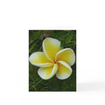 Geel Hawaiiaans Plumeria Gevouwen Wenskaart