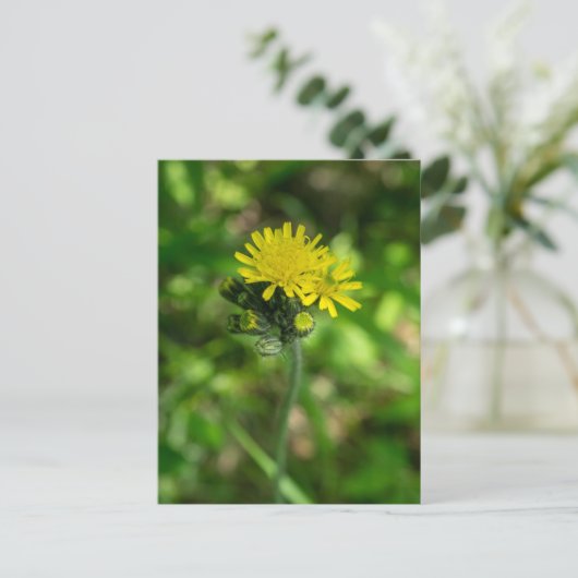 Geel Hawkweed Wildflower Briefkaart (Staand voorkant)