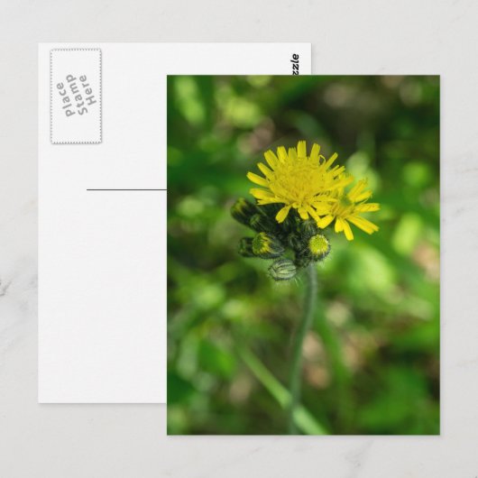 Geel Hawkweed Wildflower Briefkaart (Voorkant / Achterkant)
