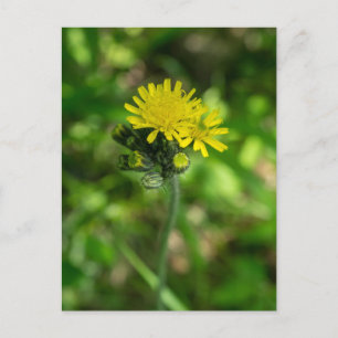 Geel Hawkweed Wildflower Briefkaart