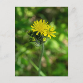 Geel Hawkweed Wildflower Briefkaart