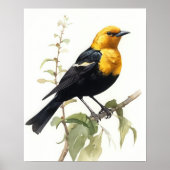 Geel Headed Blackbird Art Print Poster (Voorkant)