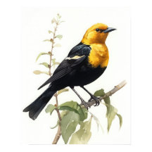 Geel Headed Blackbird Art Print Poster