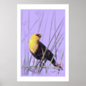 Geel-Headed Blackbird...print. Poster (Voorkant)