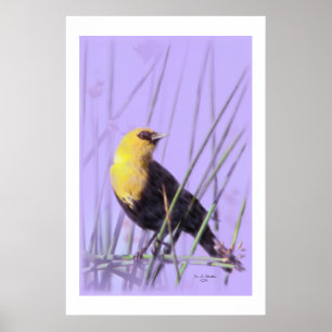 Geel-Headed Blackbird...print. Poster