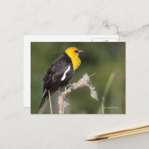 Geel-Headed Blackbird Songbird in Marsh Briefkaart