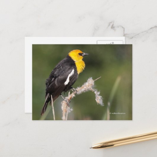 Geel-Headed Blackbird Songbird in Marsh Briefkaart (Voorkant / Achterkant in situ)