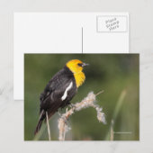 Geel-Headed Blackbird Songbird in Marsh Briefkaart (Voorkant / Achterkant)