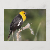 Geel-Headed Blackbird Songbird in Marsh Briefkaart (Voorkant)