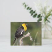Geel-Headed Blackbird Songbird in Marsh Briefkaart (Staand voorkant)