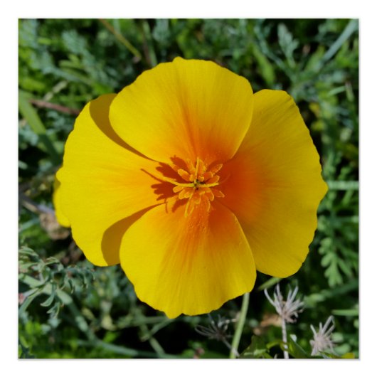 geel herfst perfect poster (Voorkant)