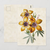 Geel Hibiscus  Botanisch Briefkaart (Voorkant / Achterkant)