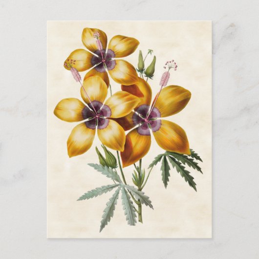 Geel Hibiscus  Botanisch Briefkaart (Voorkant)