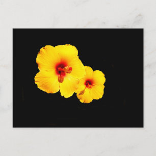 Geel Hibiscus Briefkaart