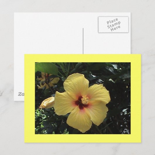 Geel Hibiscus Briefkaart (Voorkant / Achterkant)
