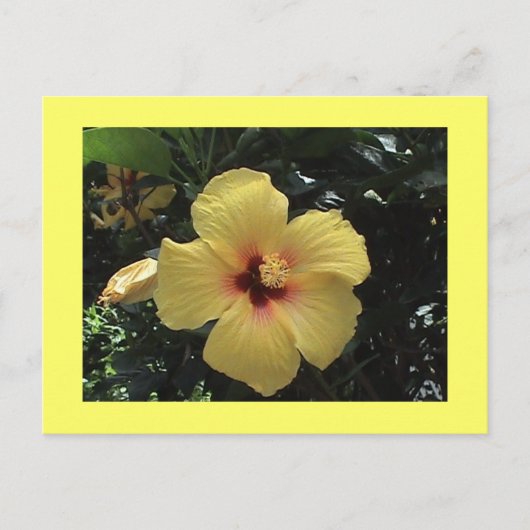 Geel Hibiscus Briefkaart (Voorkant)