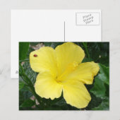 Geel Hibiscus Flower Briefkaart (Voorkant / Achterkant)