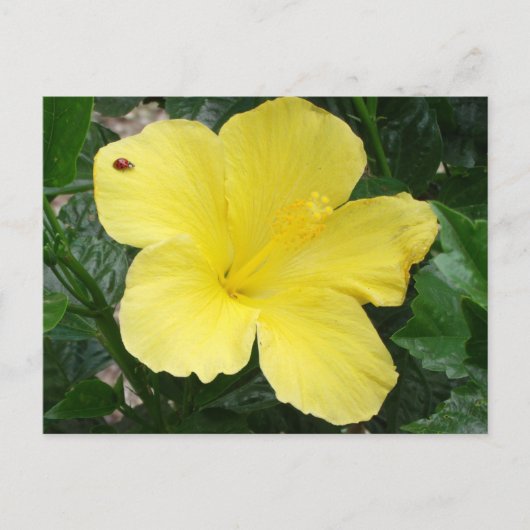 Geel Hibiscus Flower Briefkaart (Voorkant)