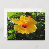 Geel Hibiscus Flower Briefkaart (Voorkant / Achterkant)
