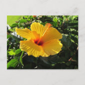 Geel Hibiscus Flower Briefkaart (Voorkant)