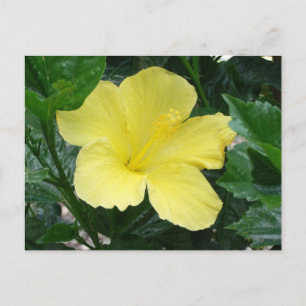 Geel Hibiscus Flower Briefkaart