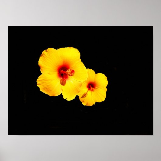 Geel Hibiscus Poster (Voorkant)