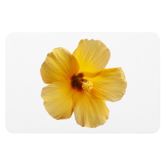 Geel Hibiscus Tropical Flower Floral Magneet (Horizontaal)