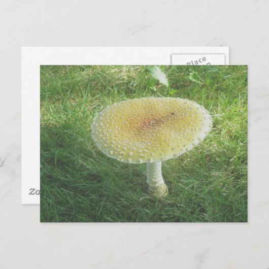 Geel Huge Mushroom Briefkaart (Voorkant / Achterkant)