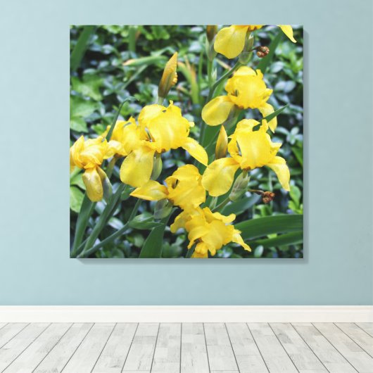 geel iris bloem tuin canvas (Insitu (Houten vloer))