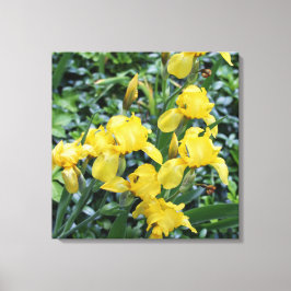 geel iris bloem tuin canvas afdruk