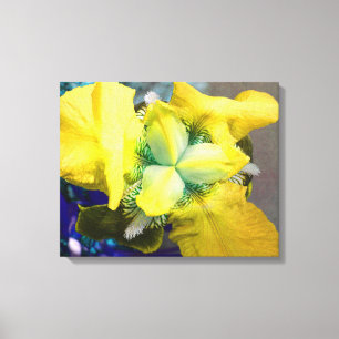 Geel Iris Canvas Afdruk