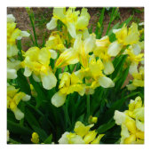 Geel Iris Flower Mix Perfect Poster (Voorkant)
