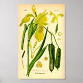Geel Iris (Iris pseudacorus) afdrukken Poster (Voorkant)
