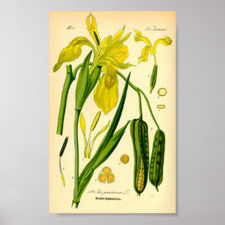 Geel Iris (Iris pseudacorus) afdrukken Poster